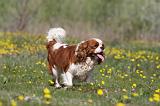 CAVALIER KING CHARLES 610